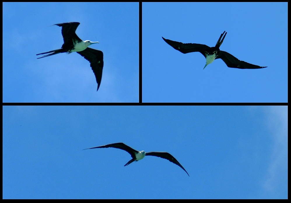 (45) montage (magnificent frigatebird).jpg   (998x698)   172 Kb                                    Click to display next picture